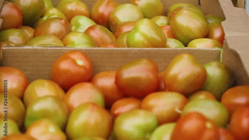 Harvesting tomatos in greenhouse, view of tomato in a cardboard box, growing vegetables in a greenhouse. Harvesting tomatos in greenhouse, view of tomato in a cardboard box, growing vegetables in a greenhouse.