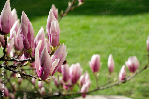 Magnolia buds background against vibrant green grass