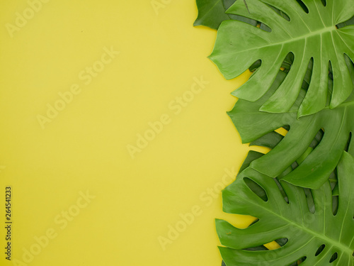 Frame Monstera leaves Yellow background