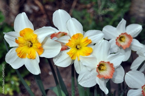 Narzissen im Frühling