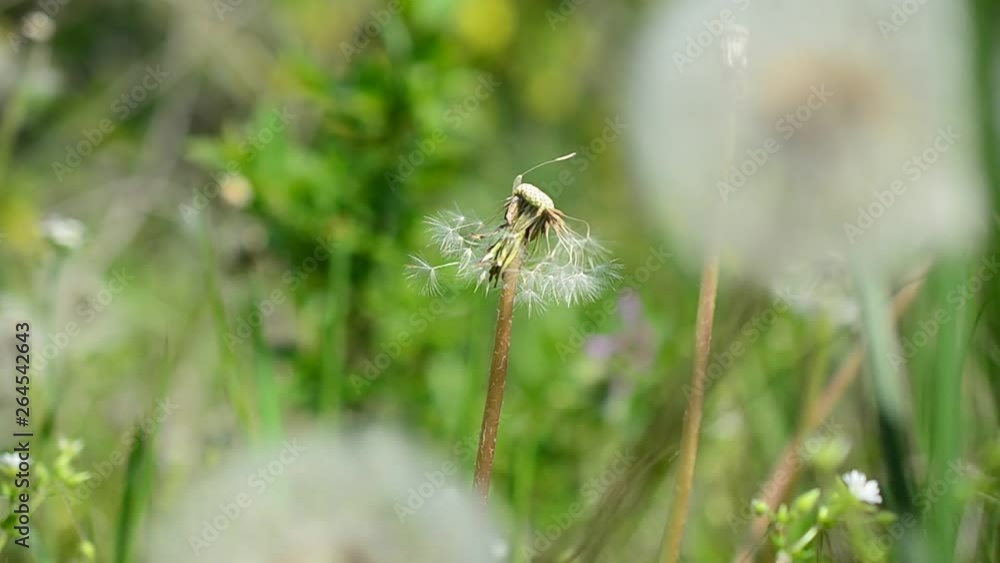 Shooting of dandelions in the spring.