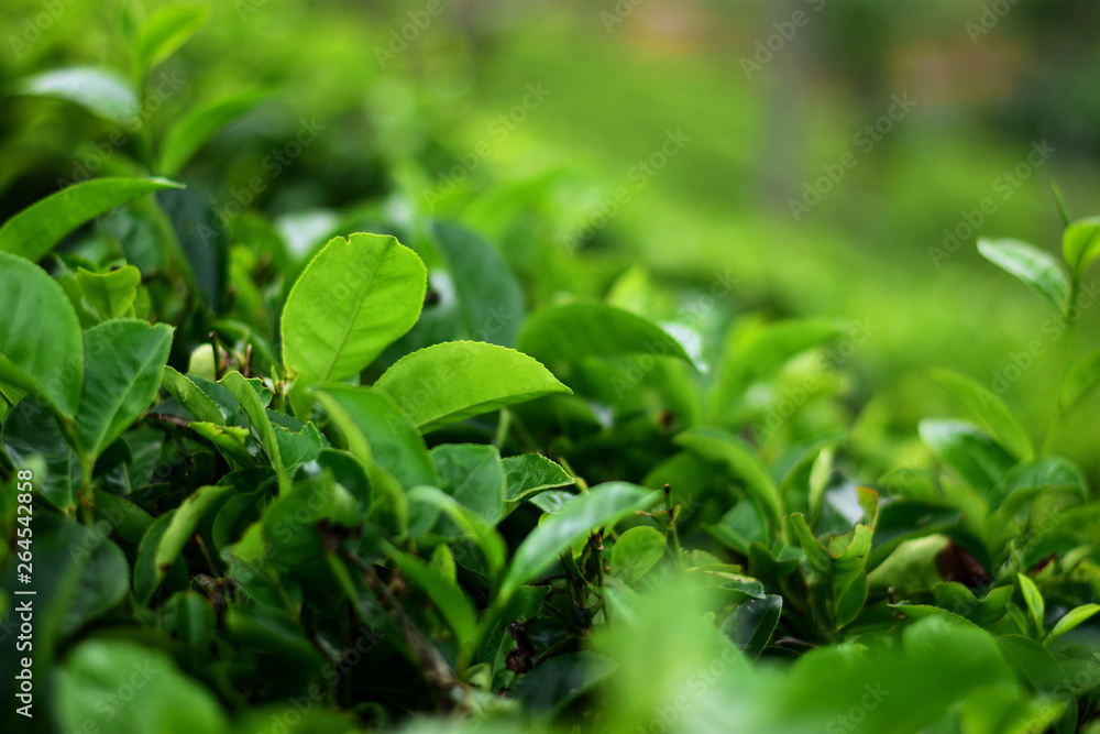 Tea tree bushes Tea tree bushes