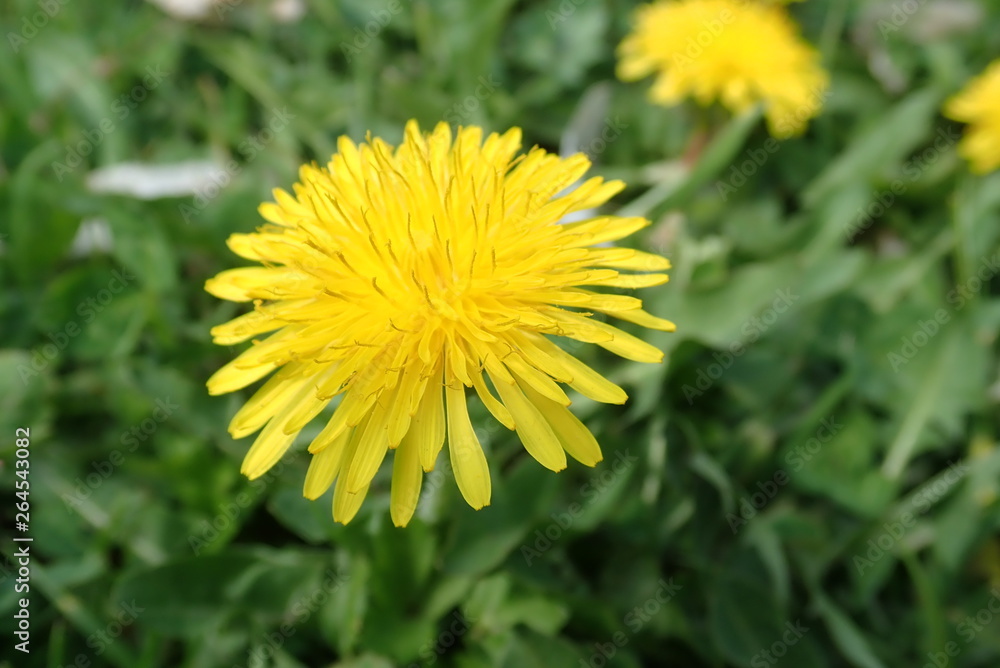 yellow dandelion blooming in spring grass yellow dandelion blooming in spring grass