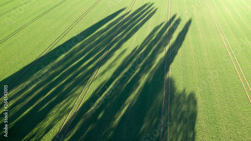 Canvastavla Ombres de peupliers d'Italie sur un champ cultivé