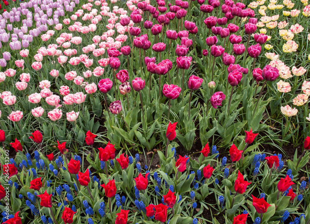 colorful tulips and blue hyacinth blooming in a garden colorful tulips and blue hyacinth blooming in a garden