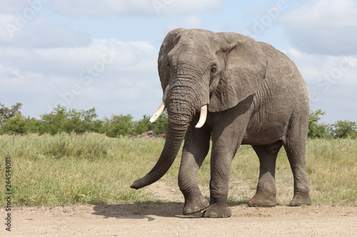 Afrikanischer Elefant   African elephant   Loxodonta africana