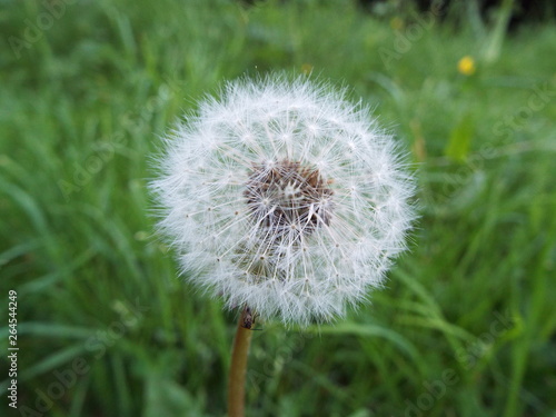 dandelion on background of green grass