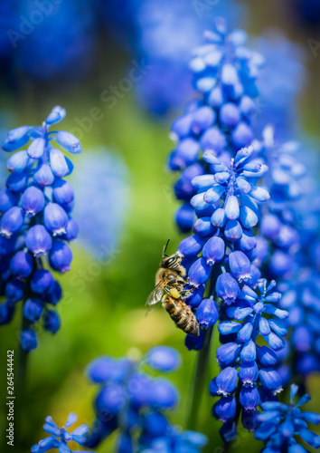 Blooming wild hyacinth and honey bee. Spring meadow