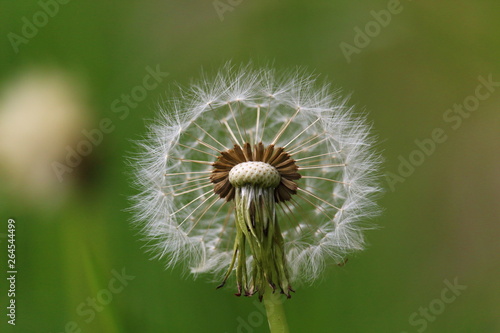 Pusteblume