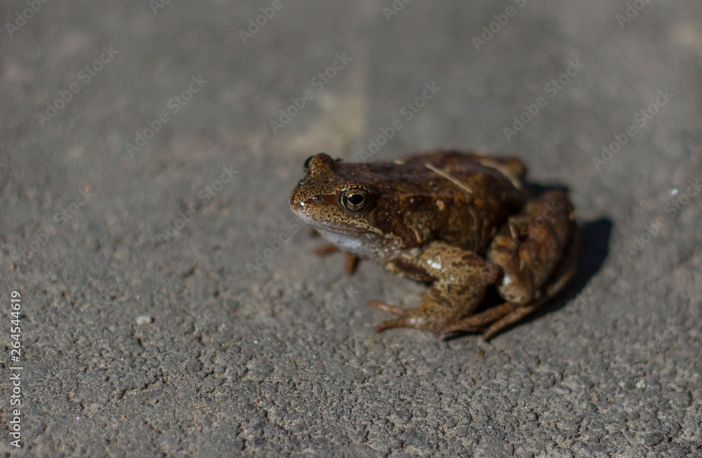 Obraz premium frog sitting on the pavement