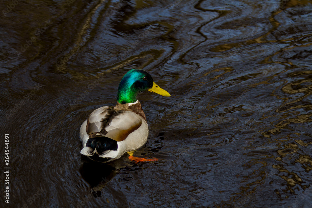 Obraz premium duck floating in a river