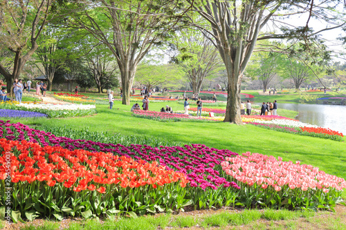 人々が集う公園の花畑 チューリップ