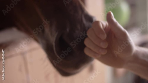 Close-up of a brown horse in a stable getting pet by a hand