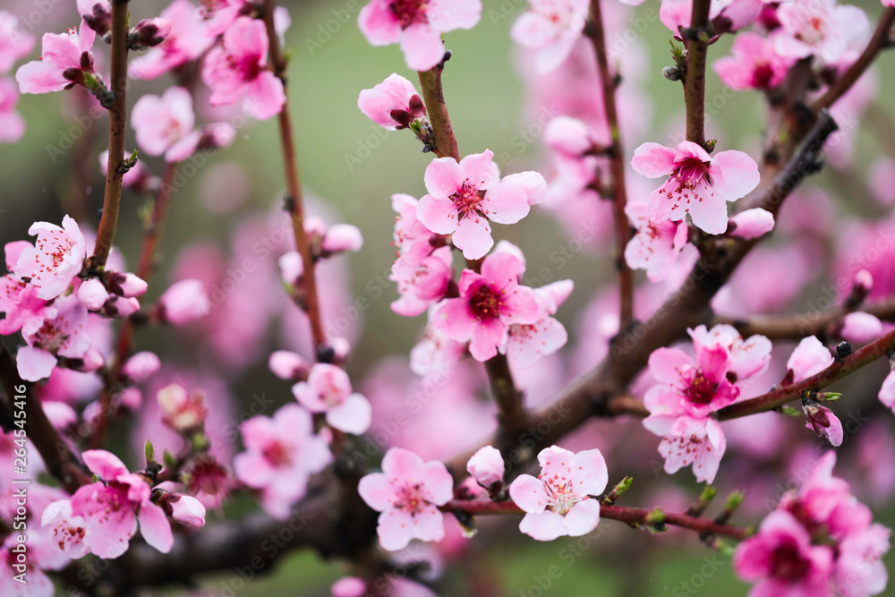 Pink peach flowers begin blooming in the garden. Beautiful flowering branch of peach on blurred garden background. Close-up, spring theme of nature. Selective focus