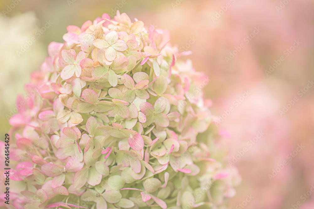 Close up of pink hydrangea mophead 