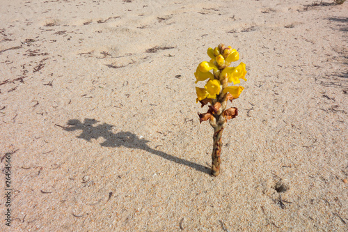 Cistanche tubulosa. Desert parasitic plant. photo