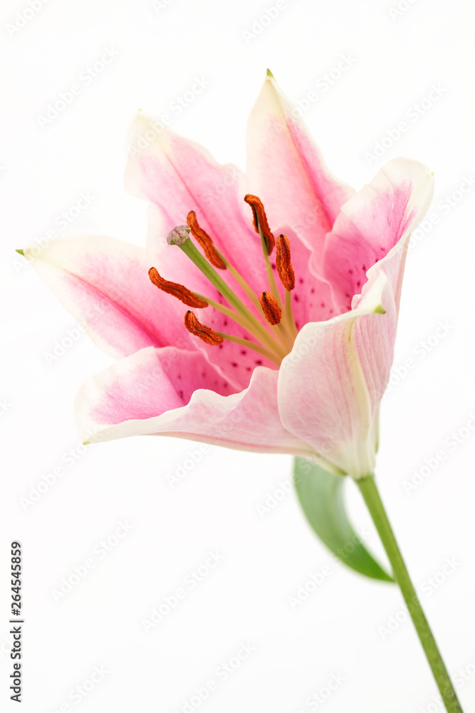 Oriental lilium /lily 'Stargazer' on white background