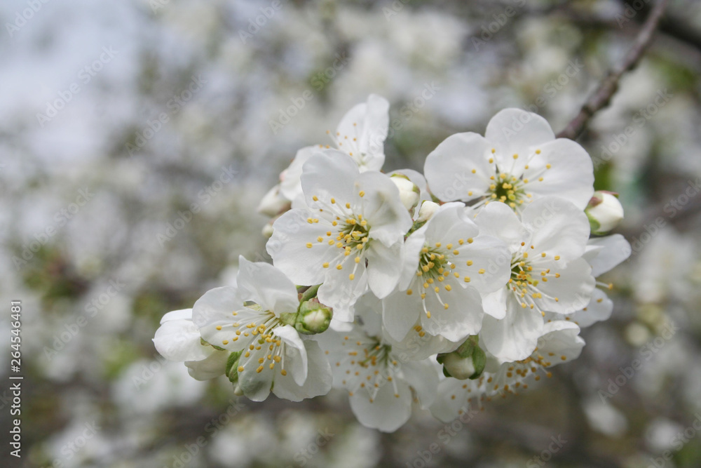Sour cherry tree flowers on branch in springtime. Prunus cerasus