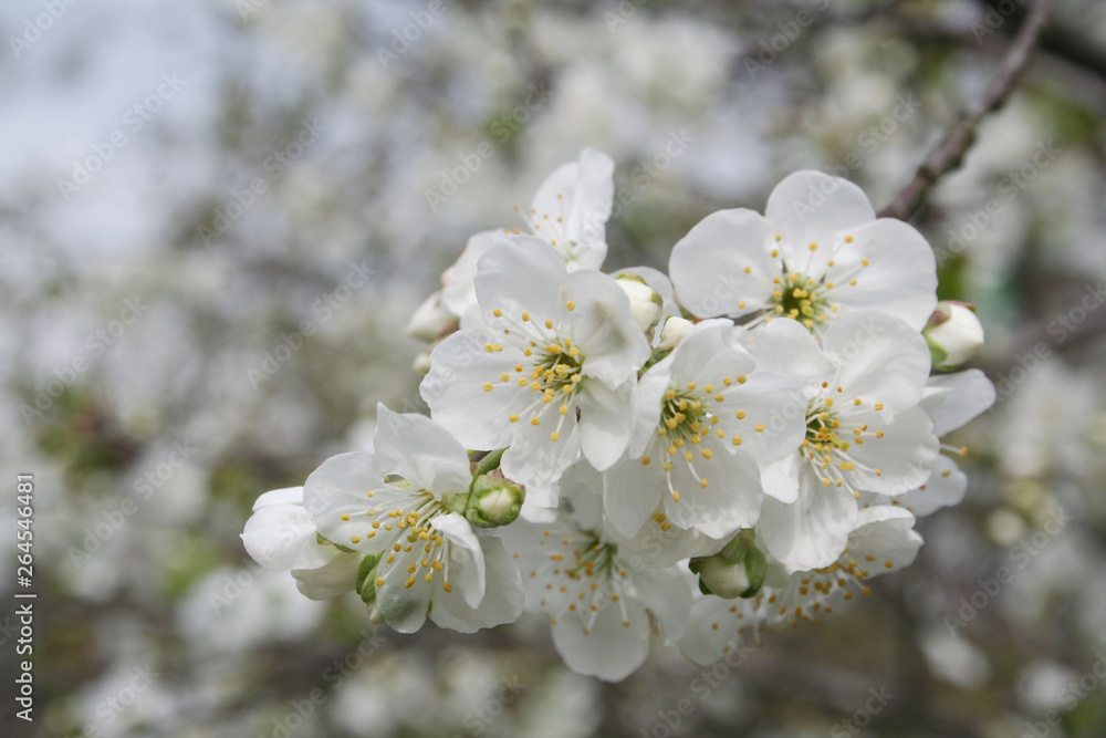 Sour cherry tree flowers on branch in springtime. Prunus cerasus Sour cherry tree flowers on branch in springtime. Prunus cerasus