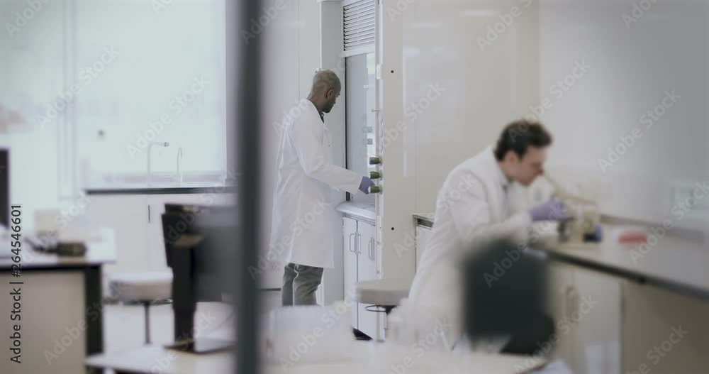 African American scientist looking at sample in a lab African American scientist looking at sample in a lab