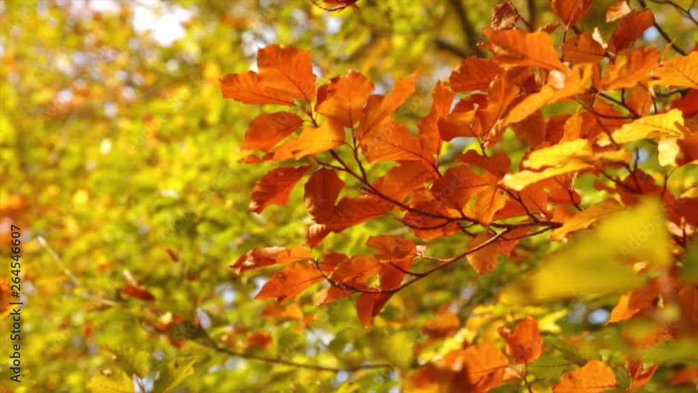 Autumn Leaves, Fall Trees Forest background, Leaves Are Moving In The Wind, Fall Leaves Close Up Background, Beautiful Landscape In Fall Season, Autumn Leaves In Park Autumn Leaves, Fall Trees Forest background, Leaves Are Moving In The Wind, Fall Leaves Close Up Background, Beautiful Landscape In Fall Season, Autumn Leaves In Park