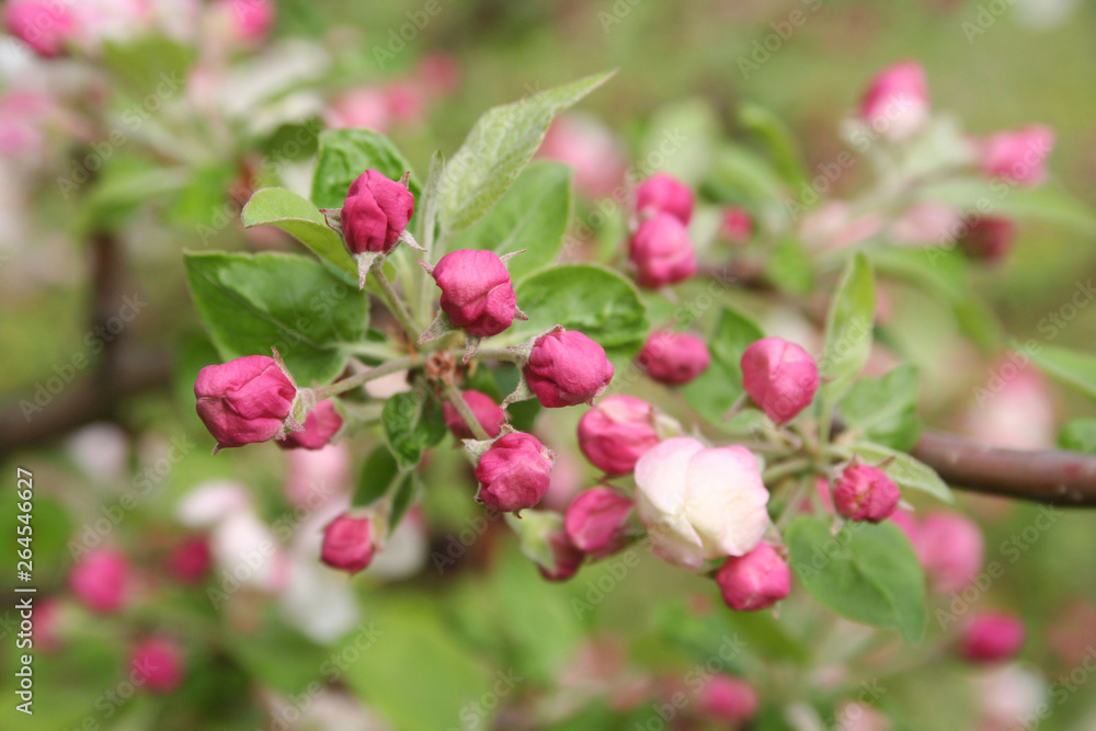 Pink and white apple blossom on branch in springtime. Malus domestica Pink and white apple blossom on branch in springtime. Malus domestica