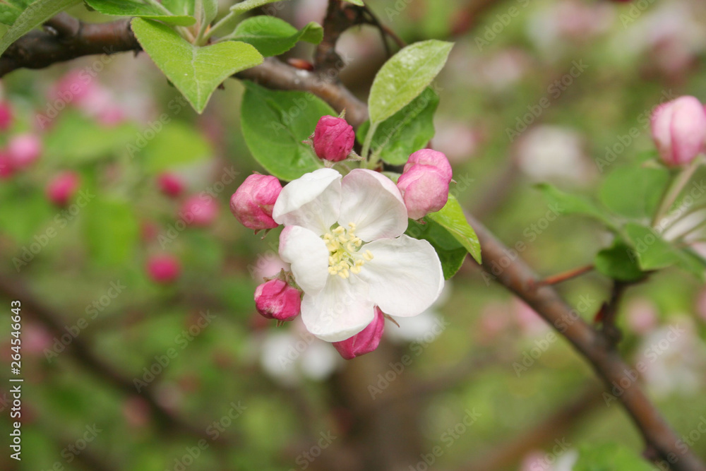 Pink and white apple blossom on branch in springtime. Malus domestica Pink and white apple blossom on branch in springtime. Malus domestica