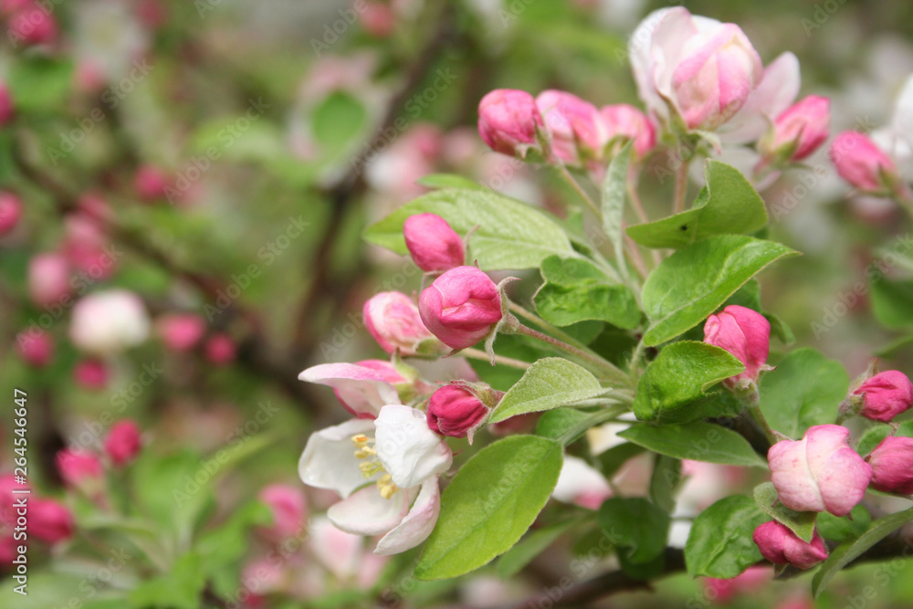 Pink and white apple blossom on branch in springtime. Malus domestica Pink and white apple blossom on branch in springtime. Malus domestica