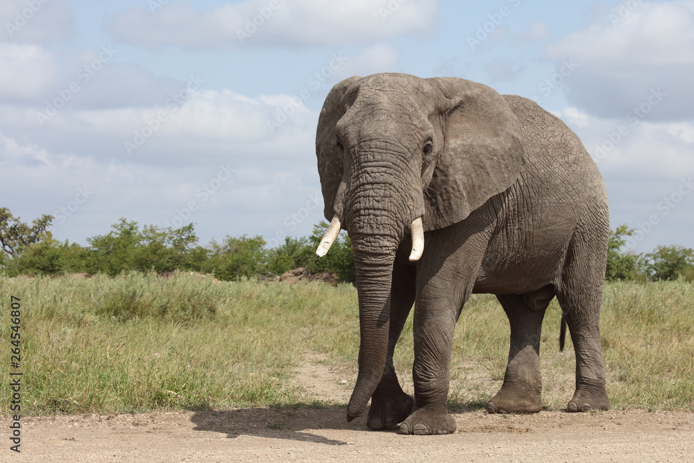 Afrikanischer Elefant / African elephant / Loxodonta africana