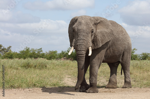 Afrikanischer Elefant   African elephant   Loxodonta africana