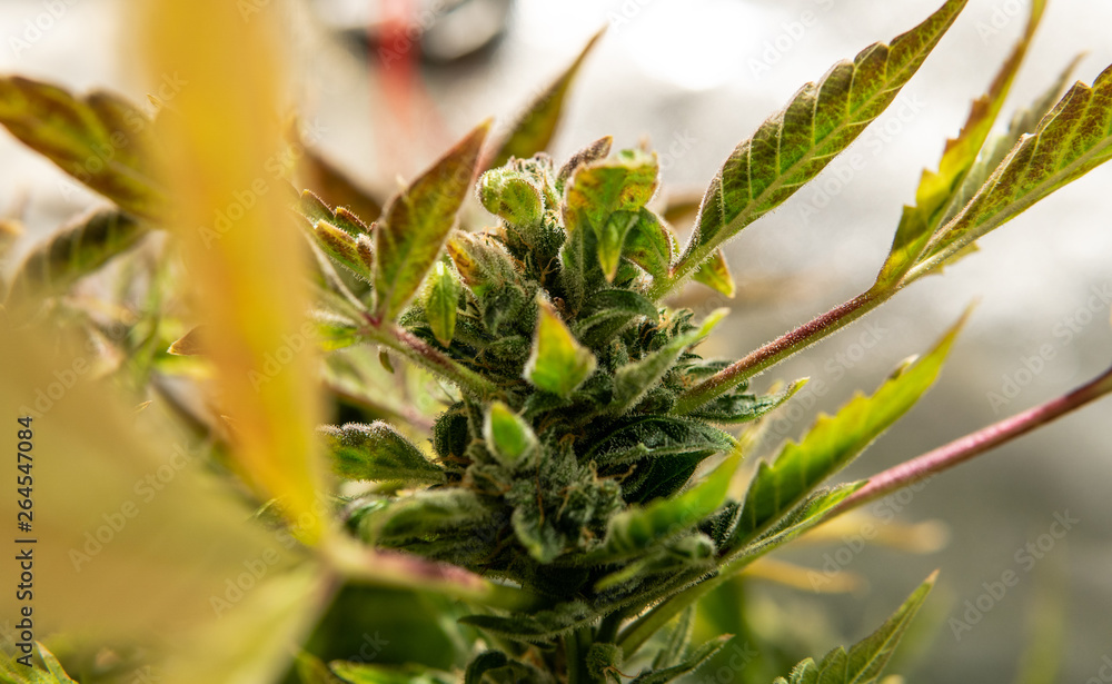 Obraz premium Cannabis flowers buds for smoking. Medical strains of marijuana for THC CBD effect