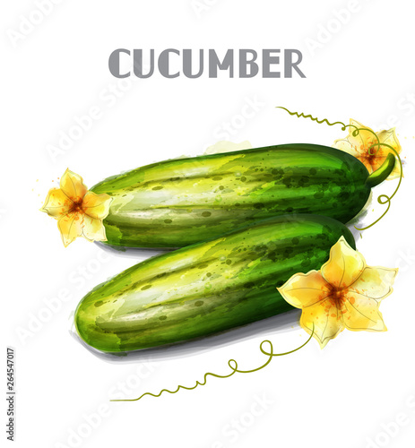 Cucumber isolated Vector watercolor. Fresh vegetables templates