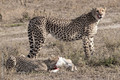 Cheetah and her cub eating prey