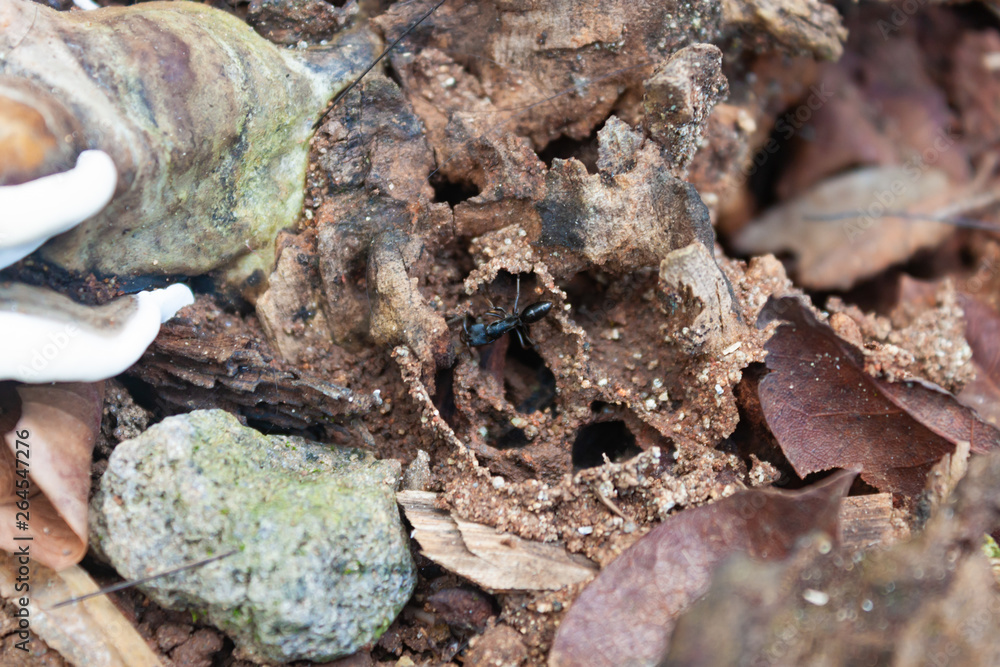 ant hunt for termites on termite nest