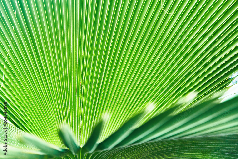 Fototapeta premium Colorful tropical palm leaves. Close-up