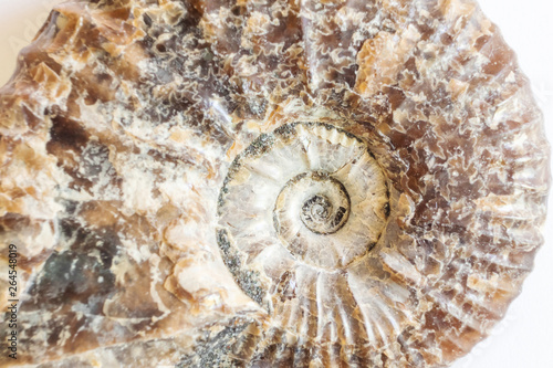 Spiral ammonite close up. Extinct cephalopod mollusk of antiquity. Background Macro Image.