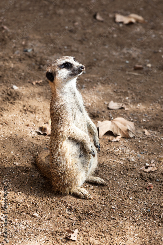 beautiful meerkat beautiful meerkat