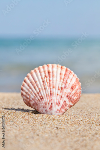 Closeup of a seashell on a sandy beach