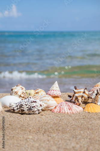 Closeup of a seashells on a sandy beach
