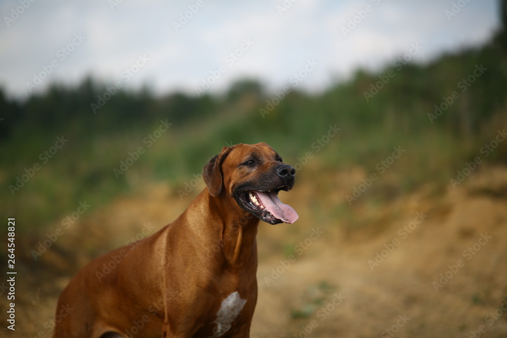 Side view at a rhodesian ridgeback for a walk outdoors on a field