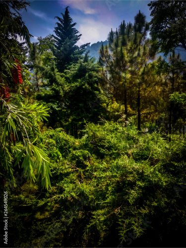 dense forest in the valley under a hill