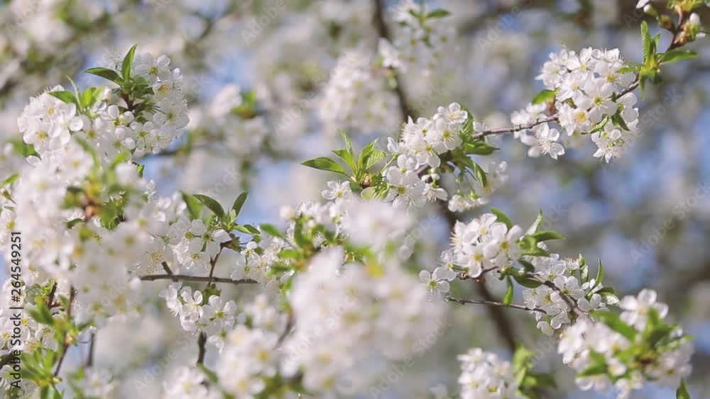 Beautiful white cherry blossom isolated on bright blue sky background. Real time full hd video footage. Beautiful white cherry blossom isolated on bright blue sky background. Real time full hd video footage.