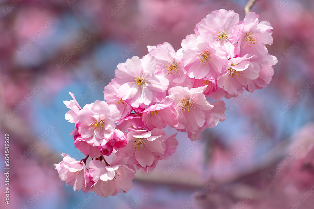 Sakura blossom single branch.