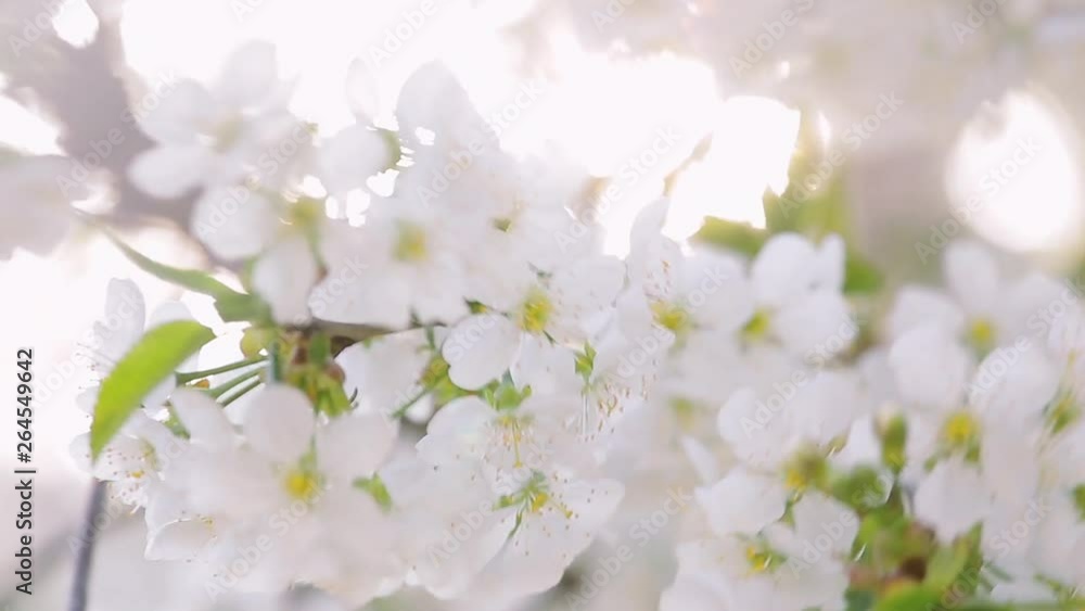 Macro shoot of beautiful fresh sunny white cherry blossom isolated on sunset sky background with sunshine, sunbeams and sunflares. Real time full hd video footage. Macro shoot of beautiful fresh sunny white cherry blossom isolated on sunset sky background with sunshine, sunbeams and sunflares. Real time full hd video footage.