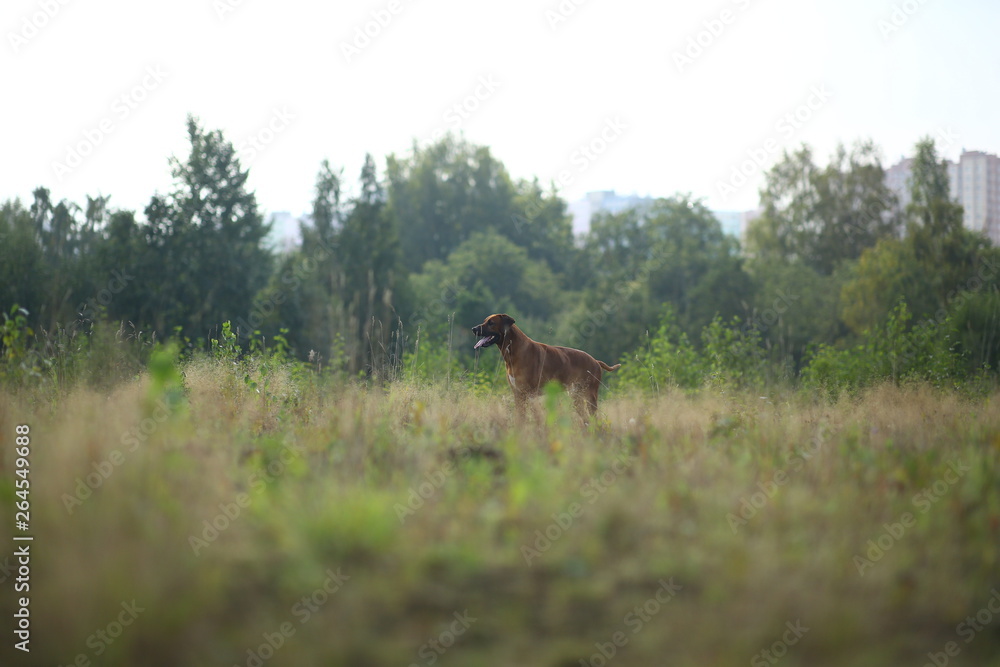 Side view at a rhodesian ridgeback for a walk outdoors on a field Side view at a rhodesian ridgeback for a walk outdoors on a field