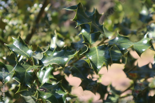 Holly