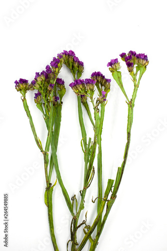 Purple Linonium, commonly known as wavyleaf sea lavender,statice, sea lavender, notch leaf marsh rosemary, sea pink flower isolated on white background photo