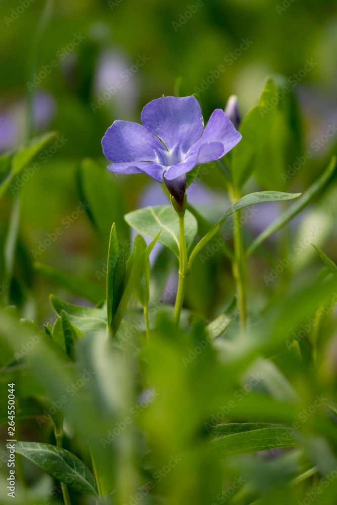 Small Violet flowers, abstract soft floral background Small Violet flowers, abstract soft floral background