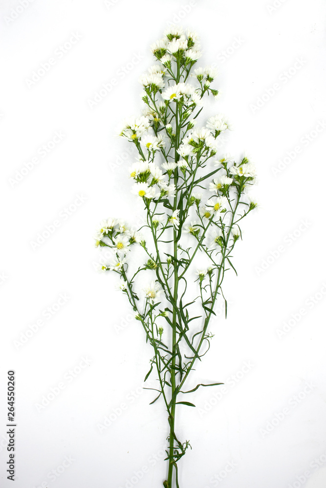 white aster flowers isolated on white background white aster flowers isolated on white background