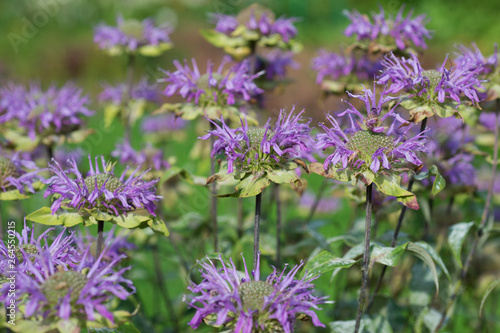 Monarda flowers. Monarda didyma